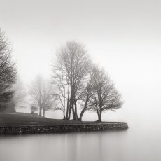 Fog and Trees at Dusk