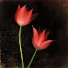 Species Tulips