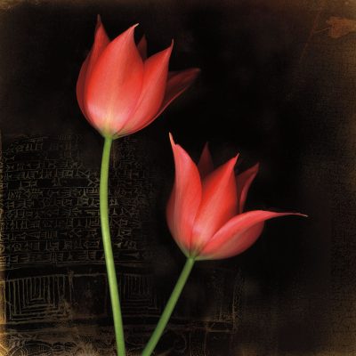 Species Tulips