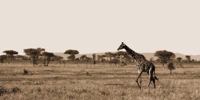 Serengeti Horizons II