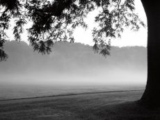 Fog in the Park I