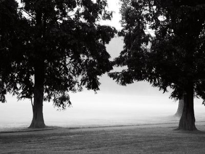 Fog in the Park II