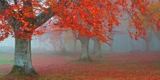 Arboles Rojos