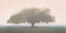 Oak in the Fog