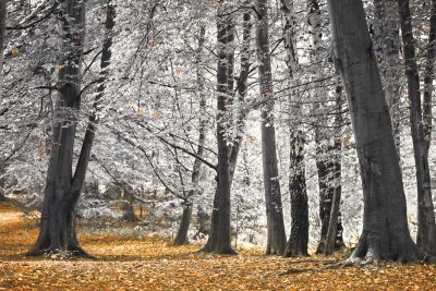 Autumn Tress and Leaves