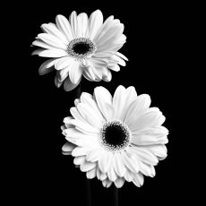 Gerbera Portrait I