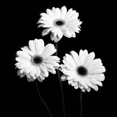 Gerbera Portrait II