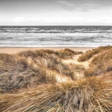 Beach Dunes