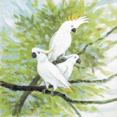 Cockatoos