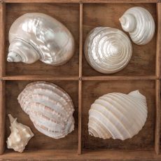 Seashells Treasures II