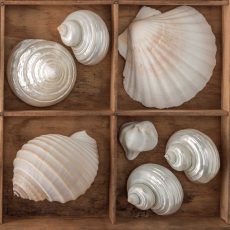 Seashells Treasures III