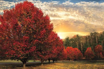 Crimson Trees