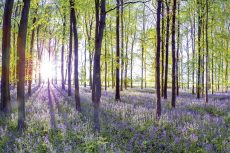 Bluebells & Sunrise