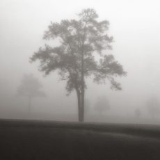 Fog Tree Study I