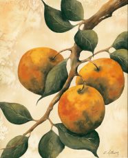 Italian Harvest – Oranges
