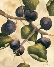 Italian Harvest – Figs
