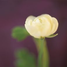 Ivory on Aubergine