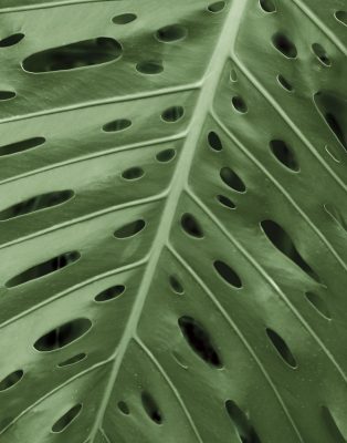 Tropica II