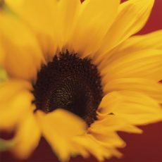 Sunflower on Red