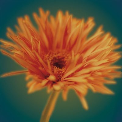 Chrysanthemum on Turquoise