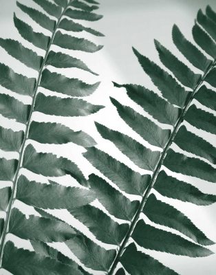 Fern Detail II