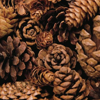 Cone Harvest