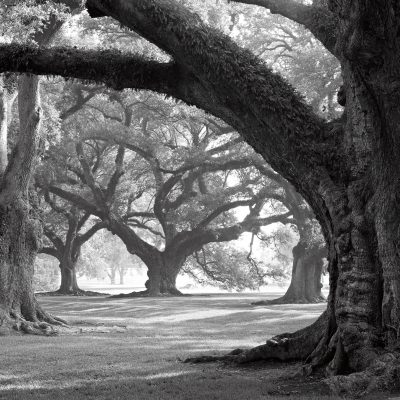 Oak Alley, West Row