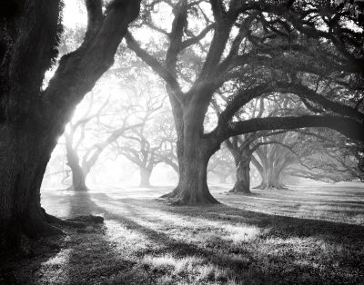 Oak Alley, Light and Shadows