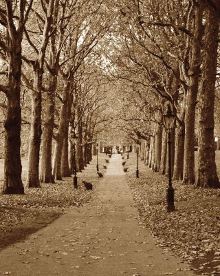 Autumn Stroll II