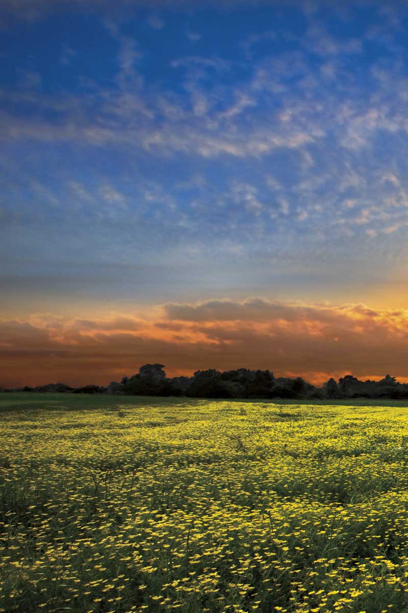 Shadows at Sunset I