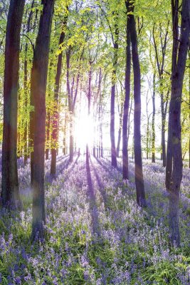 Bluebells & Sunrise