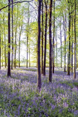 Bluebells & Sunrise