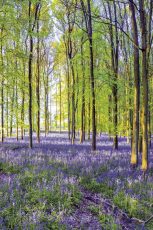 Bluebells & Sunrise