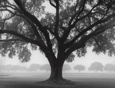 Silhouette Oak