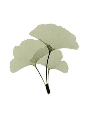 Ginko I