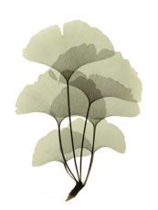 Ginko II