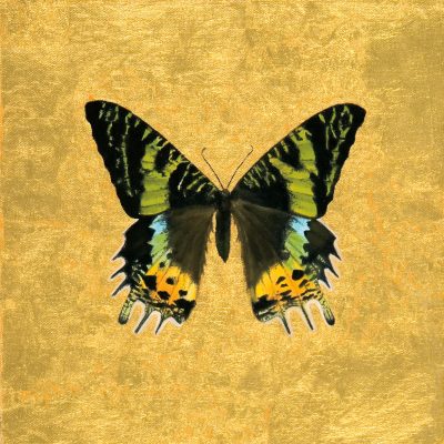 Butterfly on Gold