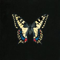 Butterfly on Black