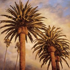 Fog Over Canary Palms