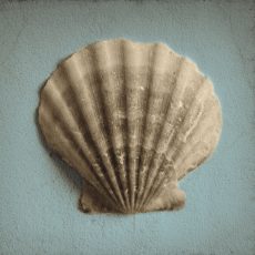 Seashell Study II