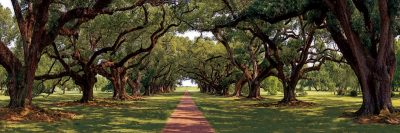 Enchanted Oaks