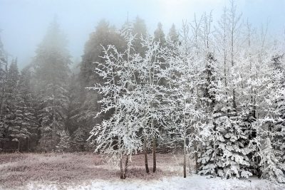 Frosty Morning