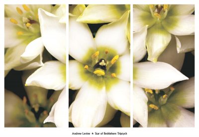 Star of Bethlehem Triptych