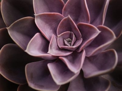 Echeveria I