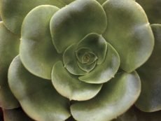 Echeveria II