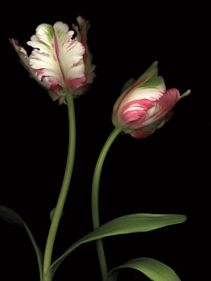 Parrot Tulips I