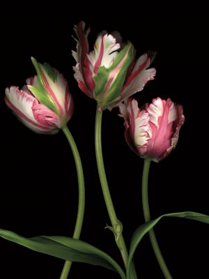 Parrot Tulips II