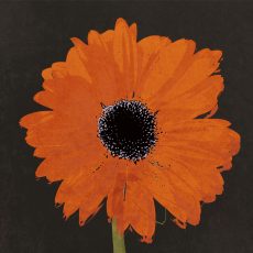 Midnight Gerbera I