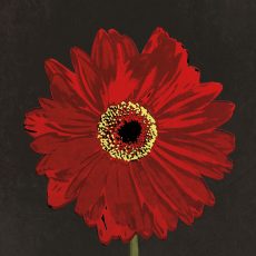 Midnight Gerbera III