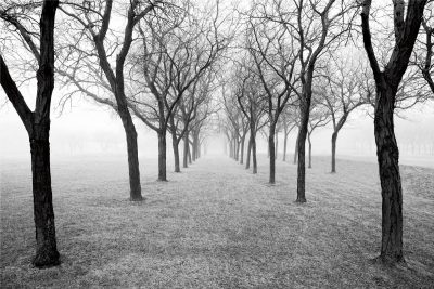 Tunnel of Trees